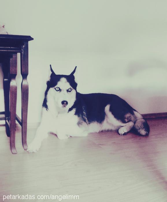 angel Dişi Sibirya Kurdu (Husky)