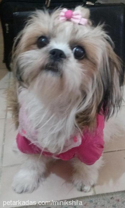 shila Dişi Shih-Tzu