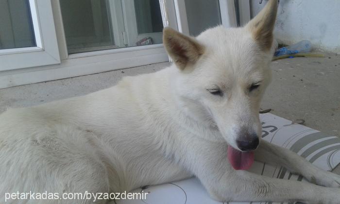 bulut Dişi Sibirya Kurdu (Husky)