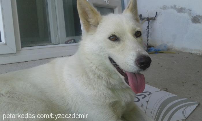 bulut Dişi Sibirya Kurdu (Husky)