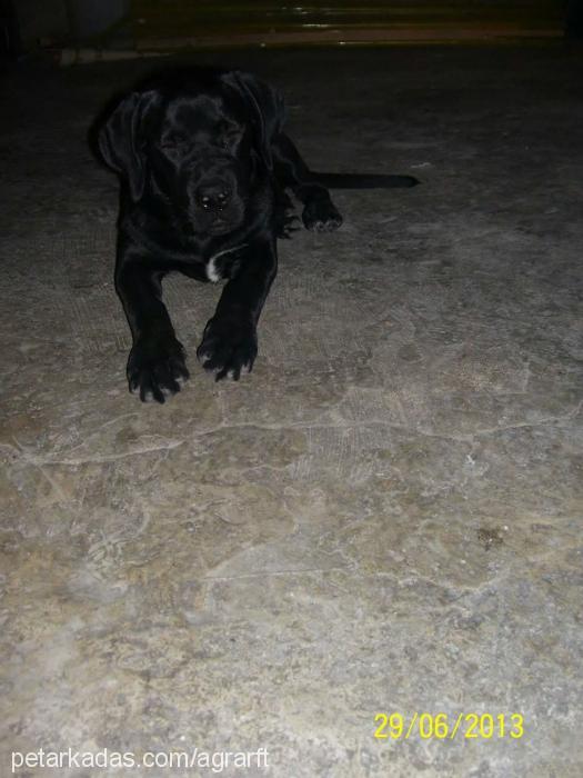 liza Dişi Cane Corso Italiano