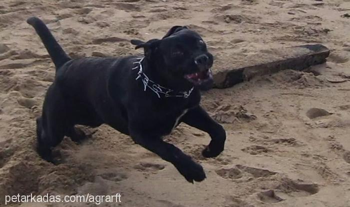 liza Dişi Cane Corso Italiano