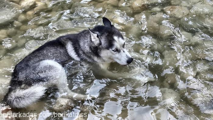 chucky Erkek Sibirya Kurdu (Husky)