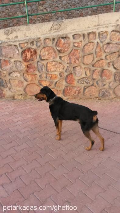 pasha Erkek Rottweiler