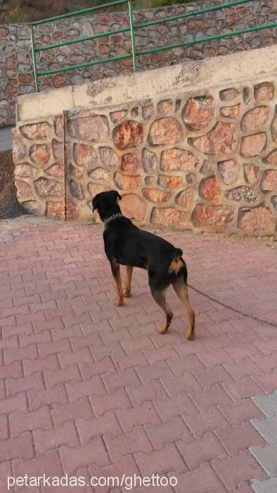 pasha Erkek Rottweiler