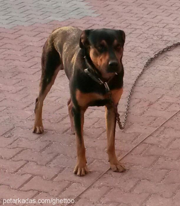 pasha Erkek Rottweiler