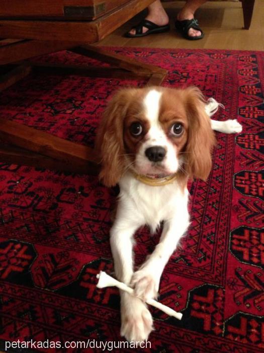 Çakıl Dişi Cavalier King Charles Spanieli