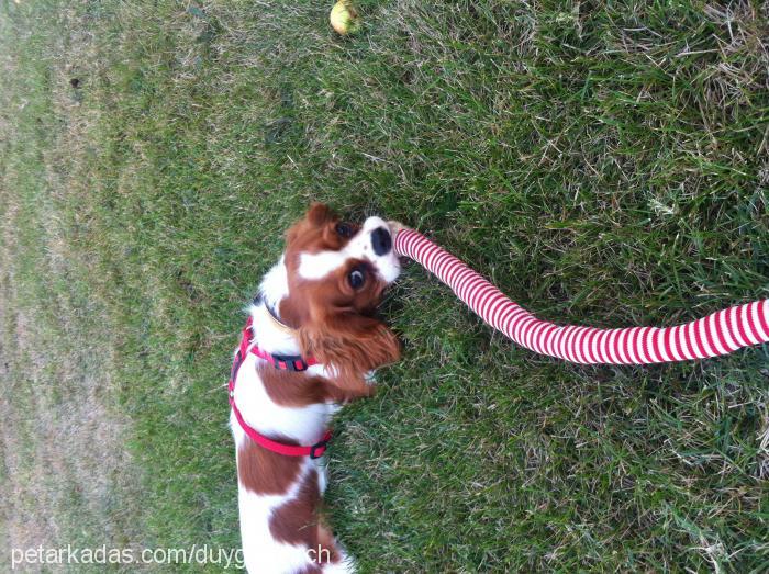 Çakıl Dişi Cavalier King Charles Spanieli