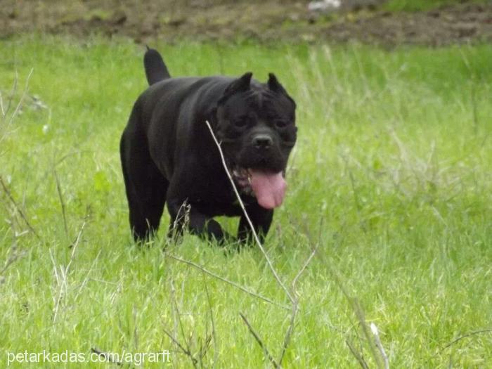 helen Dişi Cane Corso Italiano