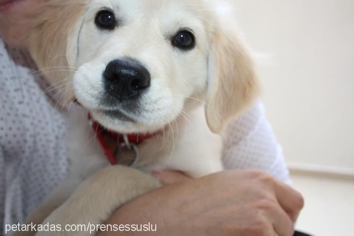 prenses Dişi Golden Retriever