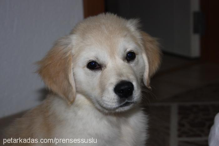 prenses Dişi Golden Retriever