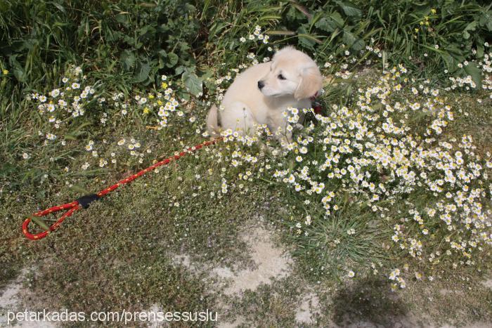 prenses Dişi Golden Retriever