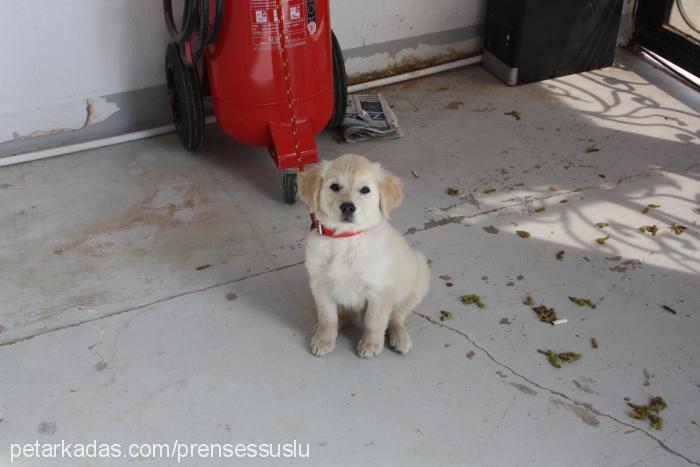 prenses Dişi Golden Retriever