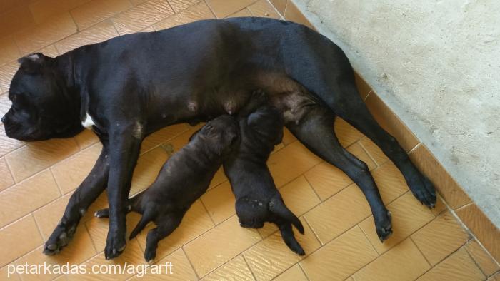 helen Dişi Cane Corso Italiano