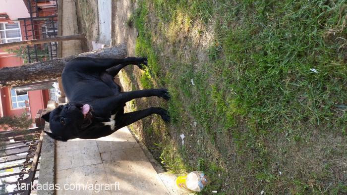 helen Dişi Cane Corso Italiano