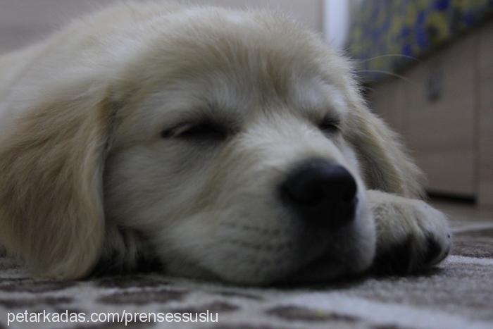 prenses Dişi Golden Retriever