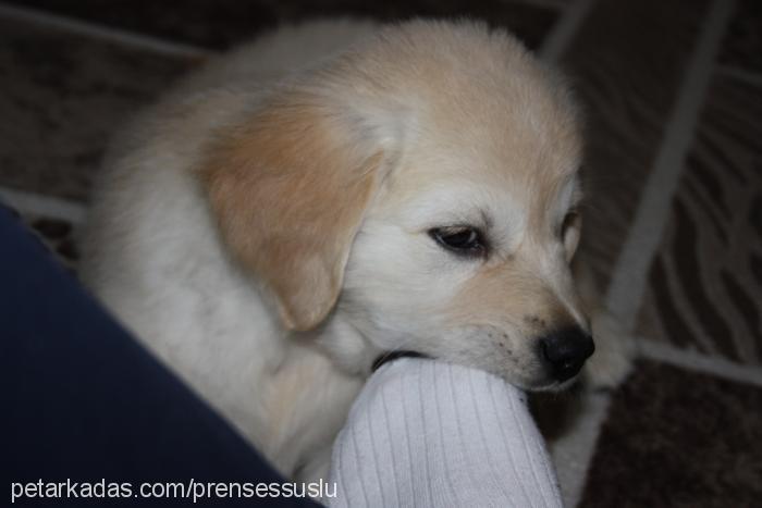 prenses Dişi Golden Retriever