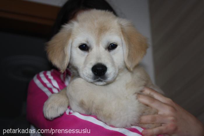 prenses Dişi Golden Retriever