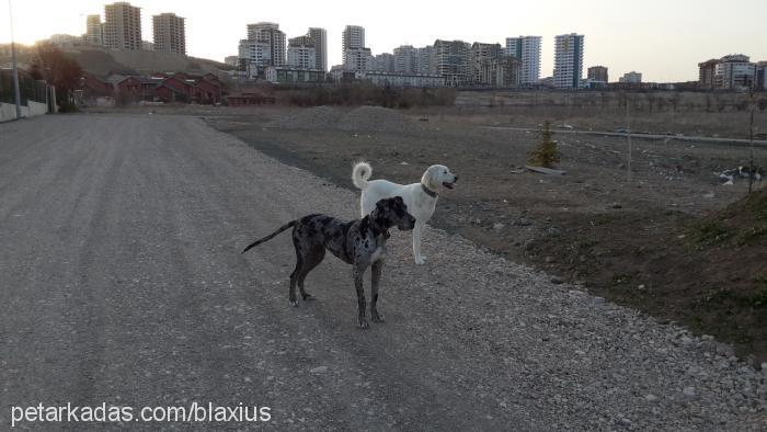 nazlı Dişi Great Dane (Danua)