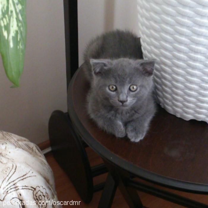 oscar Erkek Scottish Fold