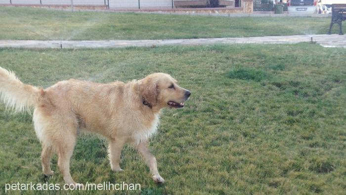 pasha Erkek Golden Retriever