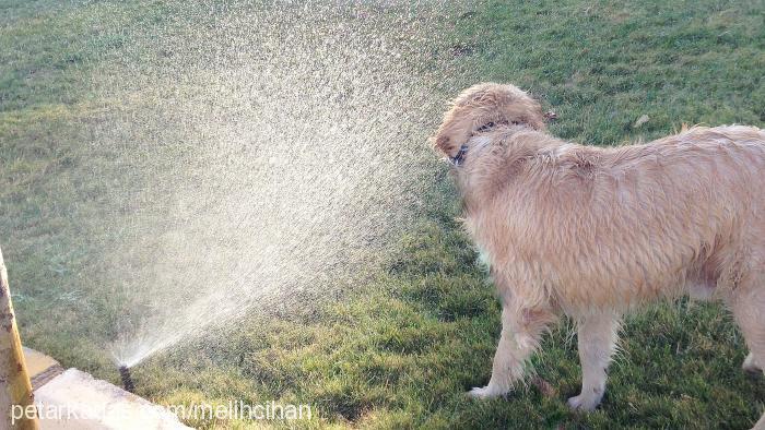 pasha Erkek Golden Retriever