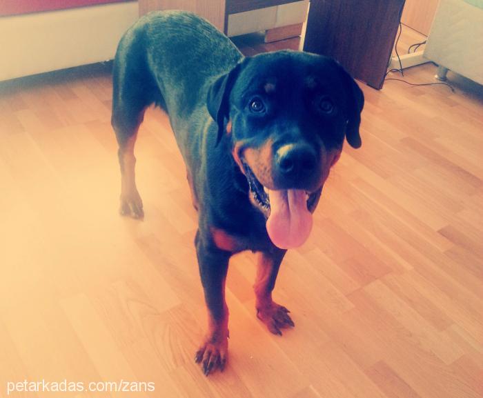 zans Erkek Rottweiler