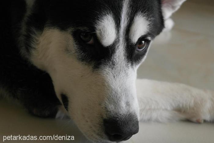 ares Erkek Alaskan Malamute