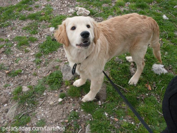 aşil Erkek Golden Retriever