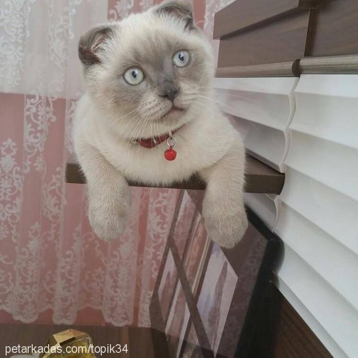 badem Dişi Scottish Fold