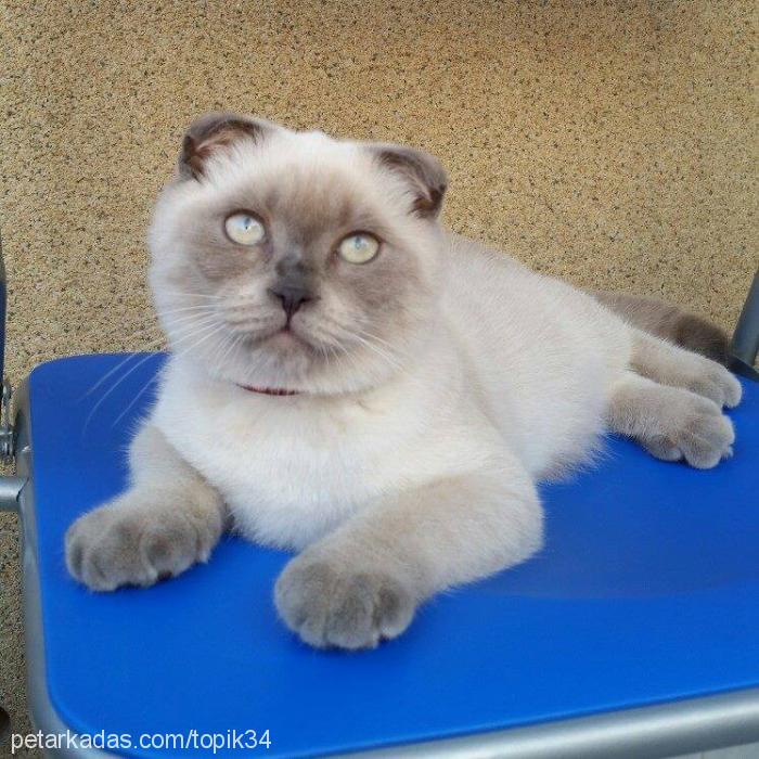 badem Dişi Scottish Fold