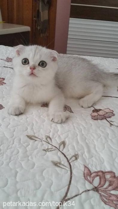 mila Dişi Scottish Fold