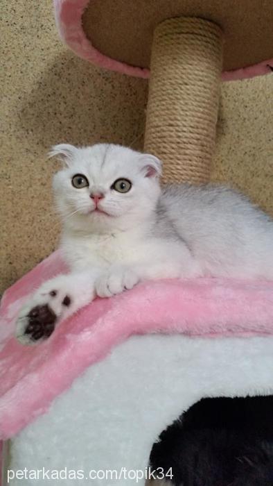 mila Dişi Scottish Fold