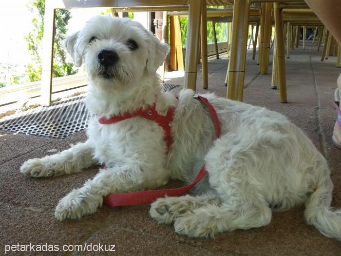 dokuz Erkek West Highland White Terrier