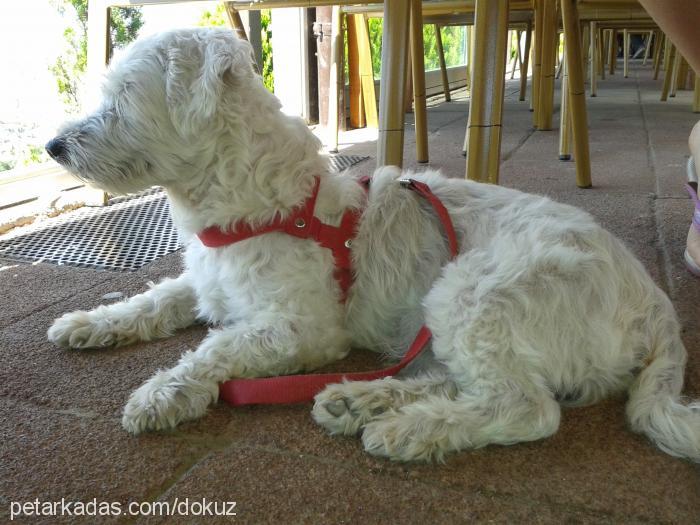 dokuz Erkek West Highland White Terrier