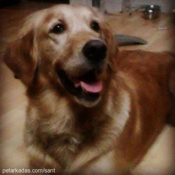 layla Dişi Golden Retriever