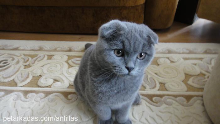 muffin Erkek Scottish Fold