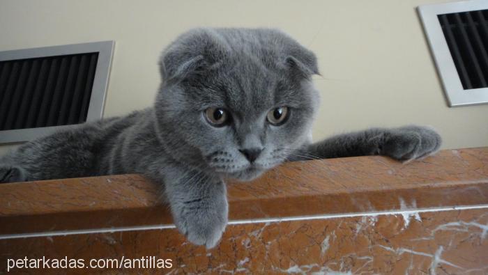 muffin Erkek Scottish Fold