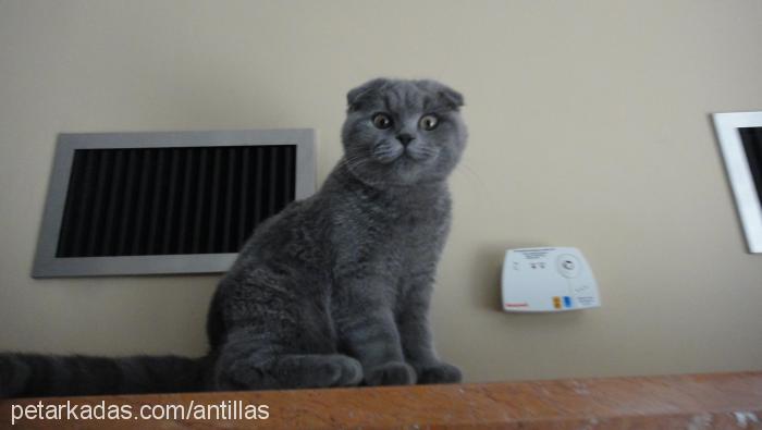 muffin Erkek Scottish Fold