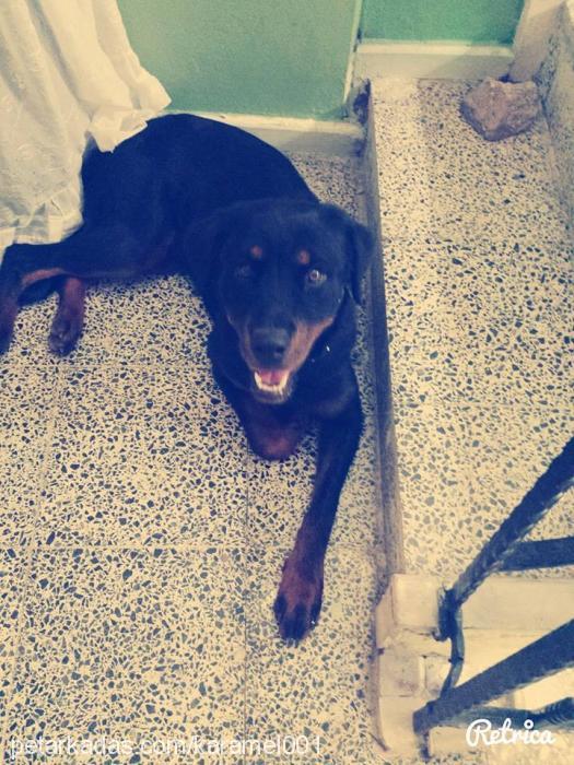 Şila Dişi Rottweiler