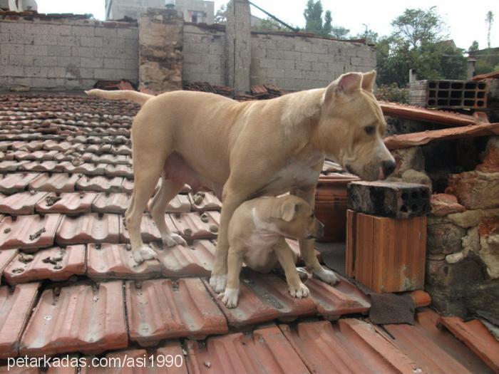 asi Dişi Amerikan Staffordshire Terrier