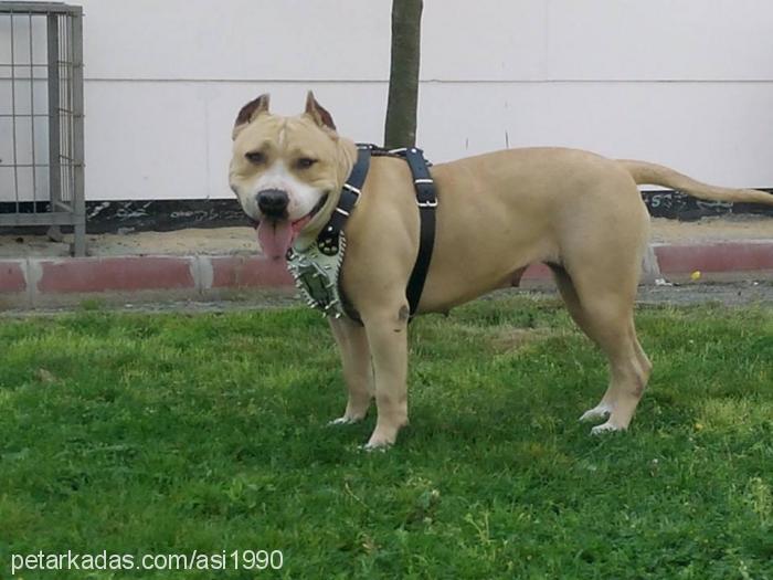 asi Dişi Amerikan Staffordshire Terrier