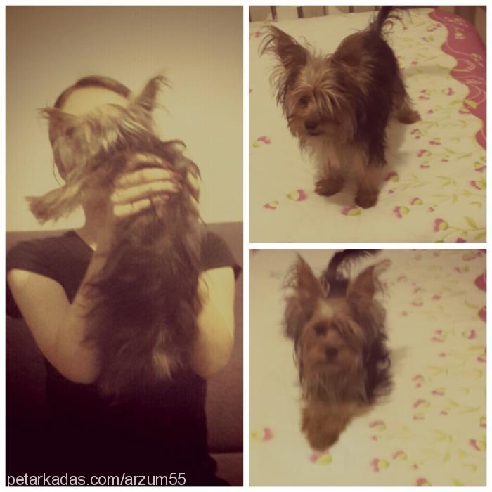 kıtmir Dişi Yorkshire Terrier