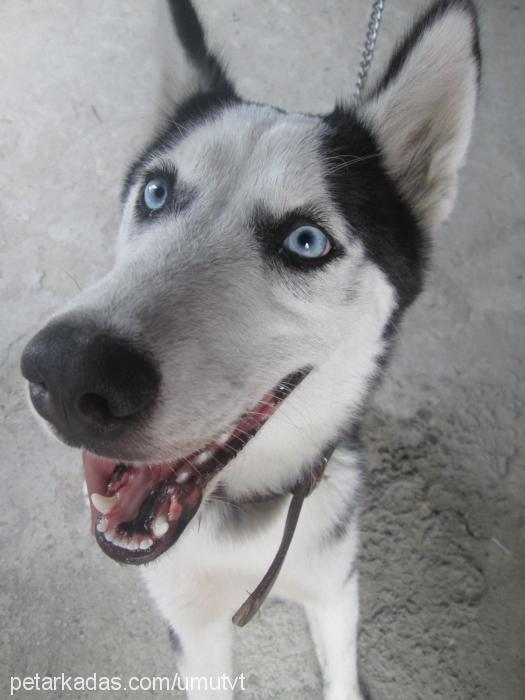 lady Dişi Sibirya Kurdu (Husky)