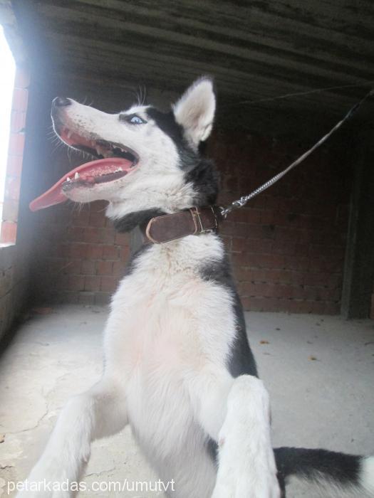 lady Dişi Sibirya Kurdu (Husky)