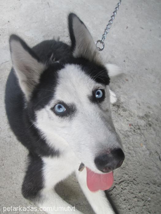 lady Dişi Sibirya Kurdu (Husky)