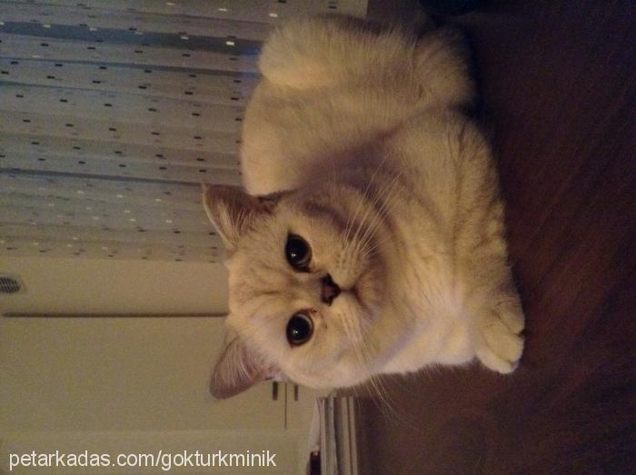 bıdık Erkek British Shorthair