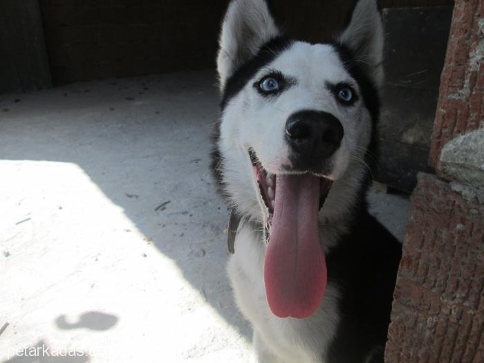 lady Dişi Sibirya Kurdu (Husky)