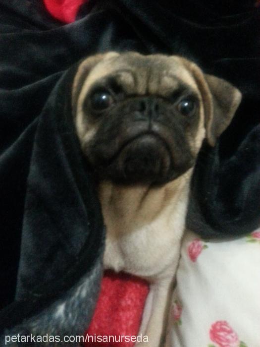 ladyy Dişi Pug