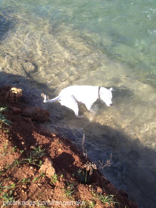 daisy Dişi Dogo Arjantin